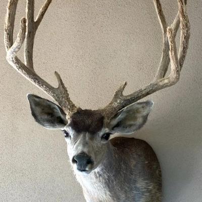 Mounted Mule Deer #1