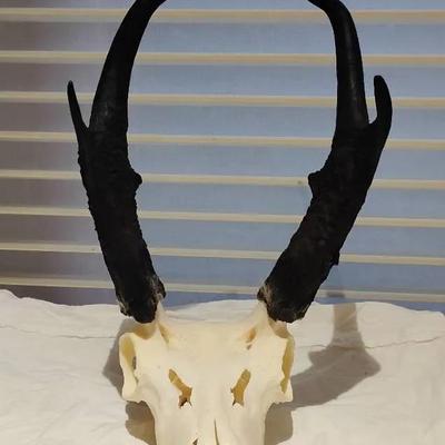 Genuine Pronghorn Antelope Skull & Horns | Western Taxidermy Decor