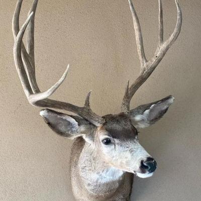 Mounted Mule Deer #3
