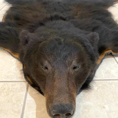 Black Bear Taxidermy Rug 