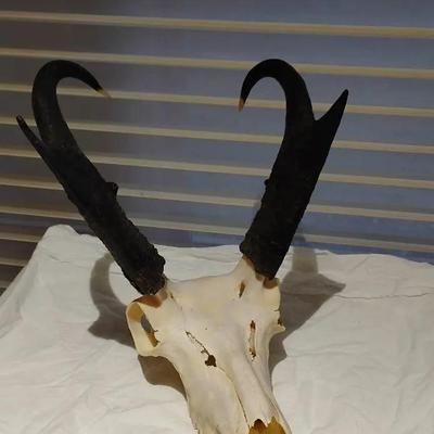Vintage North American Pronghorn Antelope Skull with Horns