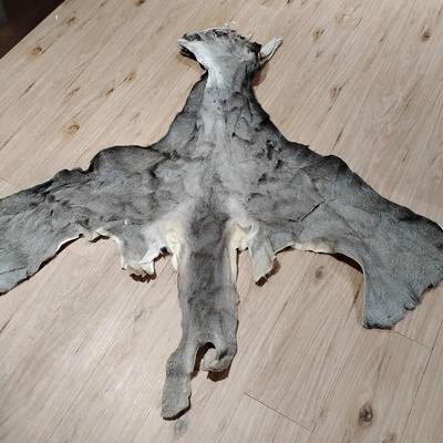 Vintage Salt-Cured Mule Deer Hide - Taxidermy/Craft Grade