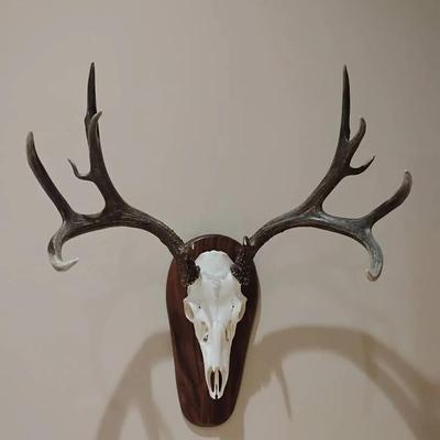 Vintage Mule Deer European Mount – Professional Skull & Antler Wall Decor