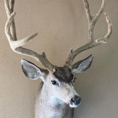 Mounted Mule Deer #2