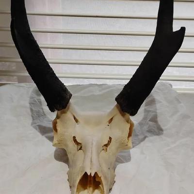 Authentic Pronghorn Antelope Skull with Horns - Western Decor