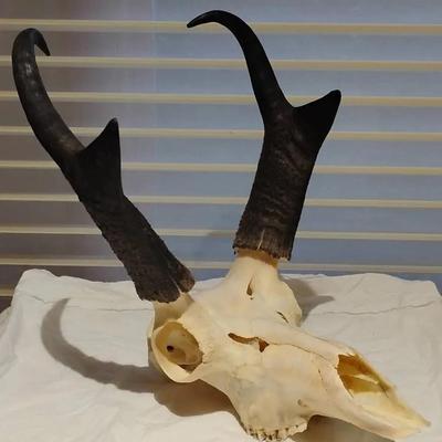 Genuine Pronghorn Antelope Skull – Horns with Sheaths