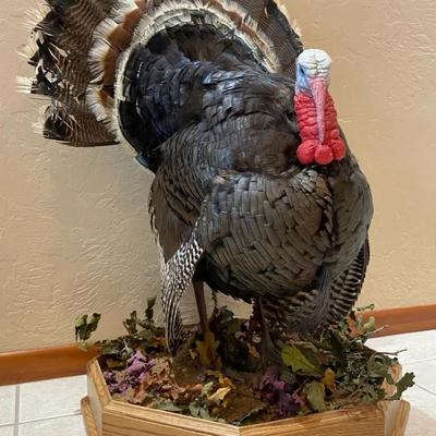 Taxidermy Turkey