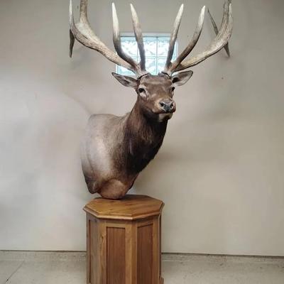 Stunning Trophy North American Bull Elk Shoulder Mount – Pedestal Display