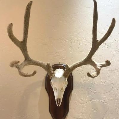 Mounted Mule Deer Skull With Felted Antlers