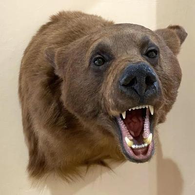 Bear Taxidermy 