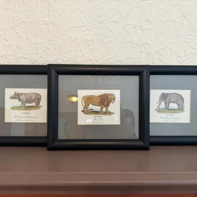 Three Framed Animal Prints - Indian Elephant, Lion, And Indian Rhinoceros