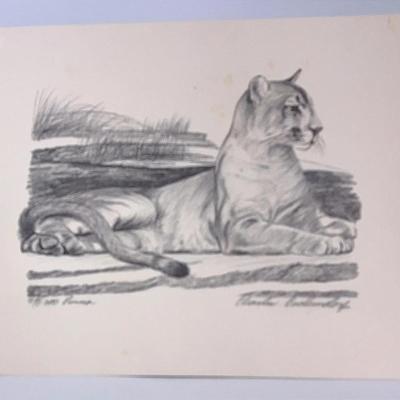14x11 Charles Beckendorf Puma Pencil drawing Number Signed Print