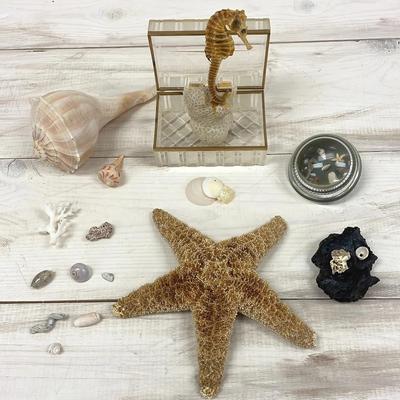 Seahorse seastar and treasures from the sea