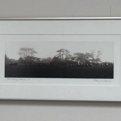 Standing sheep black and white photo signed