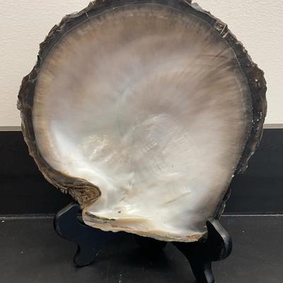 Large Black Lipped Pearl Oyster Shell