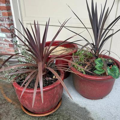 Three Red Ceramic Garden Pots Including Live Plants