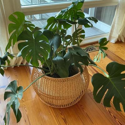 Large Happy Health Monstera Plant 