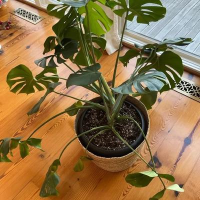 Large 3’ Monstera Plant In Basket 