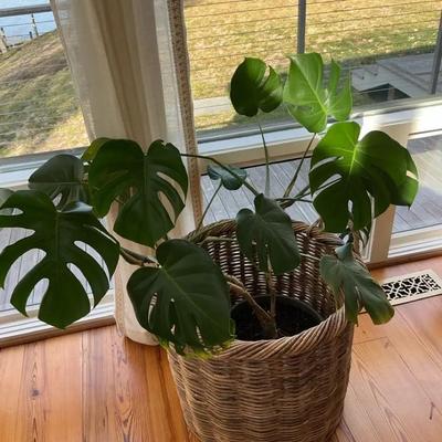 Large Monstera Plant #3 