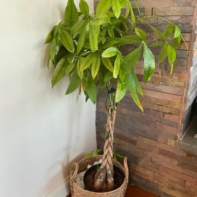 3’ Tall Money Tree Live 