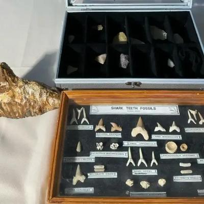 Fossils, Shark Teeth And More 