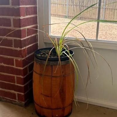 Decorative Barrel Planter with Plant 