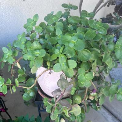 Sale Photo Thumbnail #159