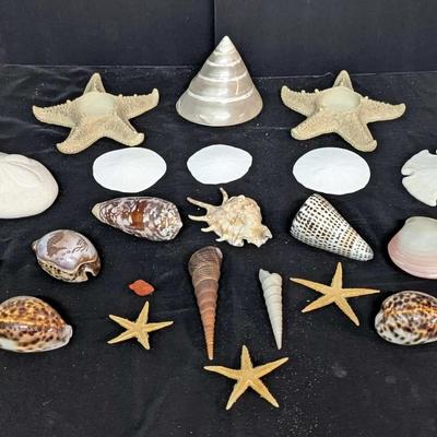 Mixed Seashell and Coastal Decor Lot with Candle Holders