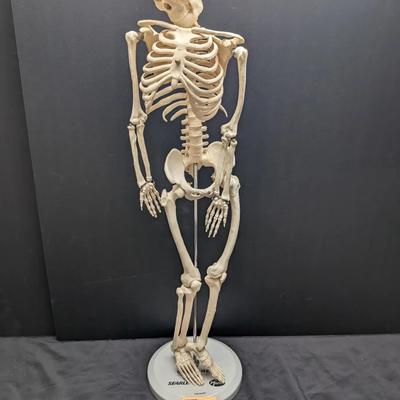 32" Anatomical Human Skeleton Model on Pfizer Searle Display Base
