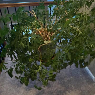 Sale Photo Thumbnail #5