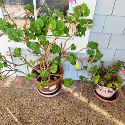 Sale Photo Thumbnail #233