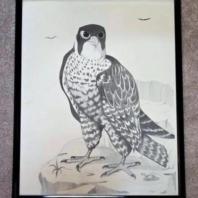 Stunning Peregrine Falcon Pencil Drawing 29" X 23"