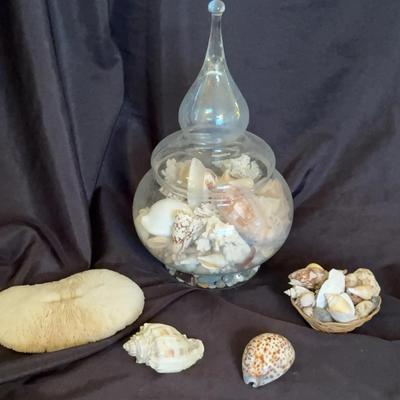 Collection of Seashells 