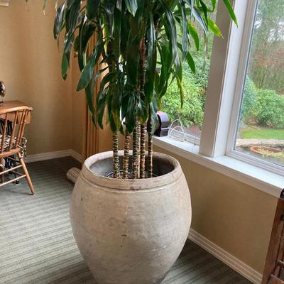 Large Dracaena Indoor Plant in Oversized Ceramic Pot