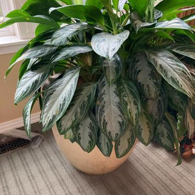 Large Variegated Aglaonema Floor Plant in Ceramic Pot (Approx. 3–3.5 ft Tall)