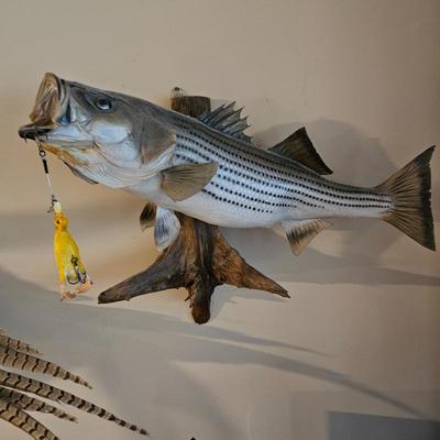 Sale Photo Thumbnail #92: Stripped Bass 