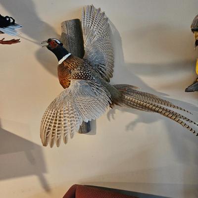 Beautiful Flying Ringneck Pheasant