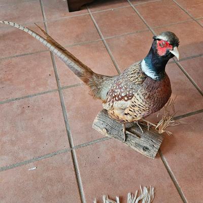 Beautiful Standing Ringneck Pheasant