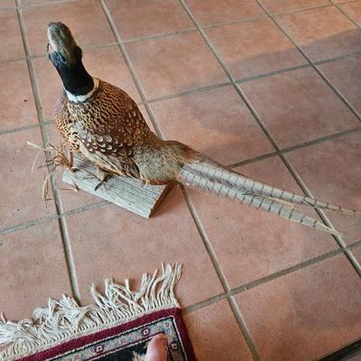 Sale Photo Thumbnail #89: Beautiful Pheasant 