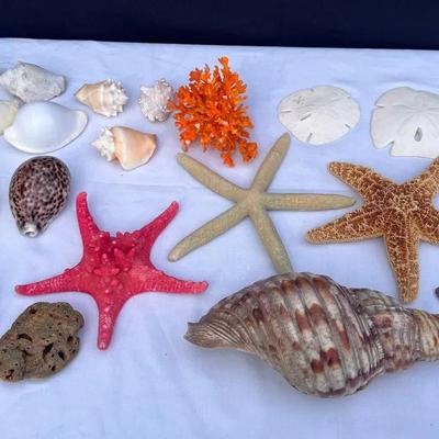Large Sea Shell, Starfish, Coral & More!