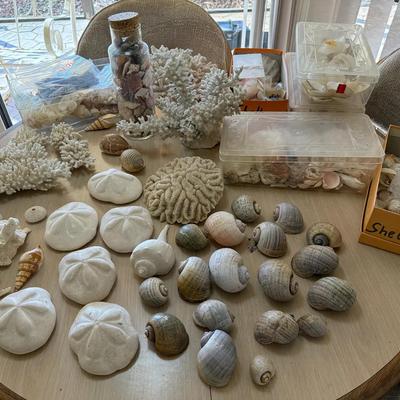 Large Mixed Lot of Natural Seashells, Sand Dollars, Starfish, and White Coral Specimens Including Di