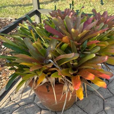 Large Terracotta Planter with Mature Bromeliad Plants