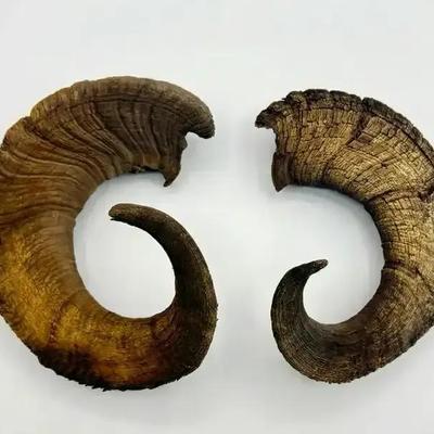 Pair Of Real Ram Horns 