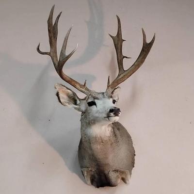 Mule Deer Taxidermy Shoulder Mount - Large 5x5 Rack