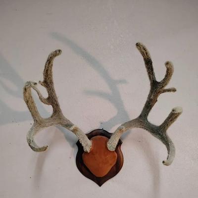 Mule Deer Antlers in Velvet – Taxidermy Mount