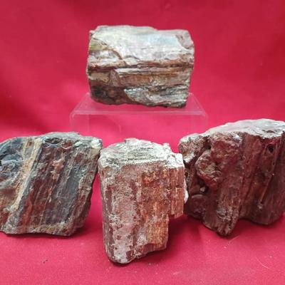 Petrified Wood Specimen Quartet