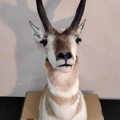 Pronghorn Antelope Shoulder Taxidermy Mount