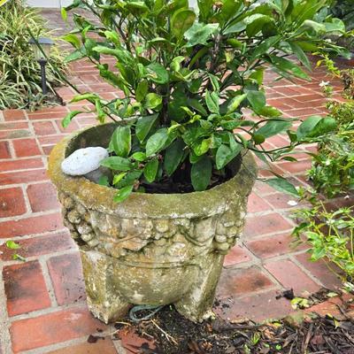 Classical Style Concrete Cast Stone Round Planter Weathered Mossy Patina Decorative Relief Rim