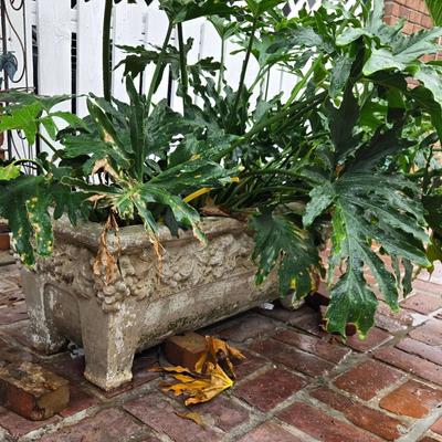 Weathered Concrete Rectangle Ornamental Planter with Tree Philodendron Garden Outdoor Aged Patina