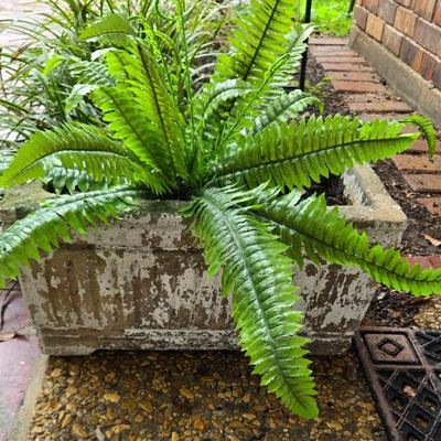 Weathered Concrete Rectangle Ornamental Planter with Fern Garden Outdoor Aged Patina